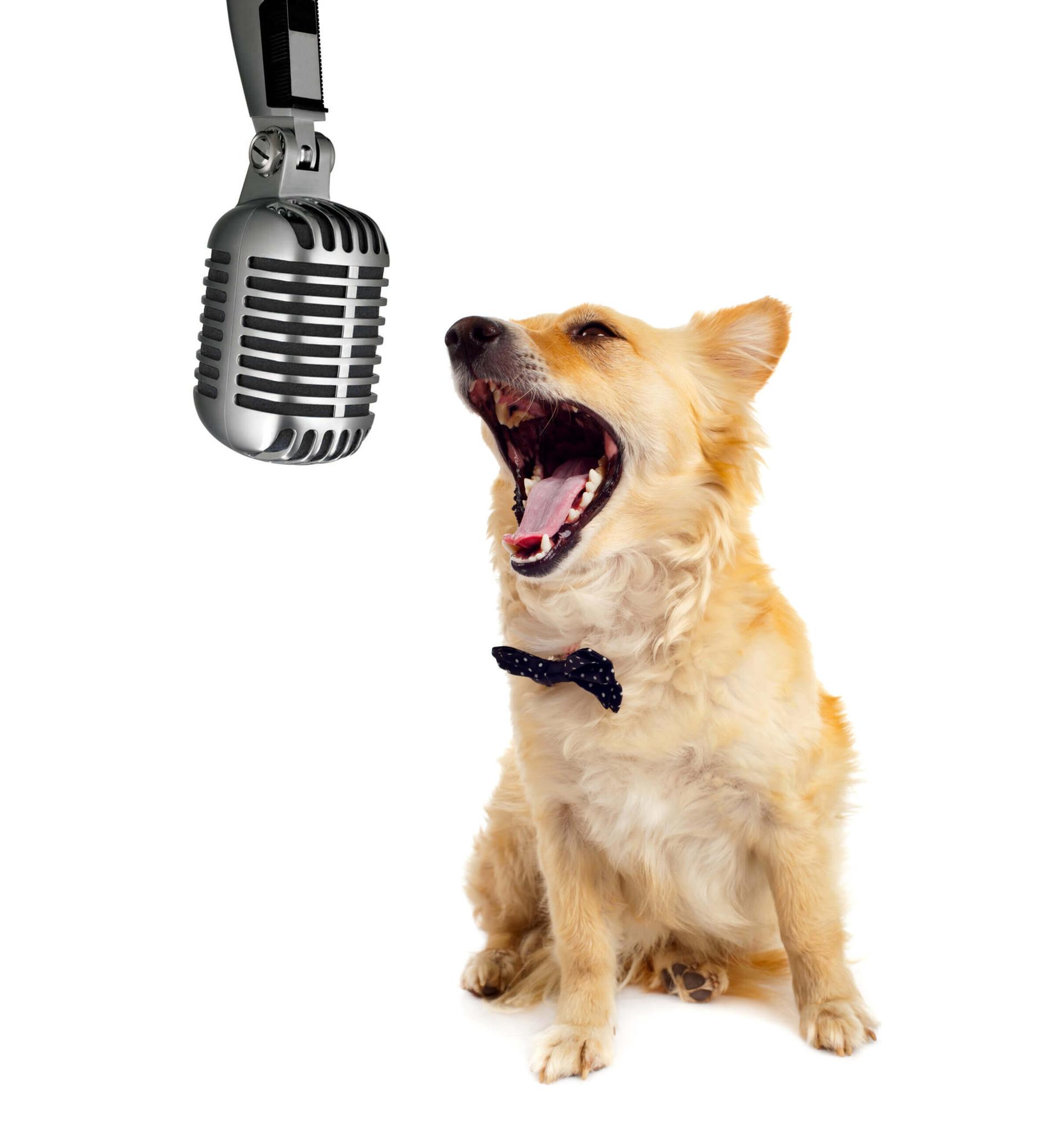 Brown and white short coated dog talking into podcast microphone
