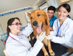 Doctor examining a dog at the vet
